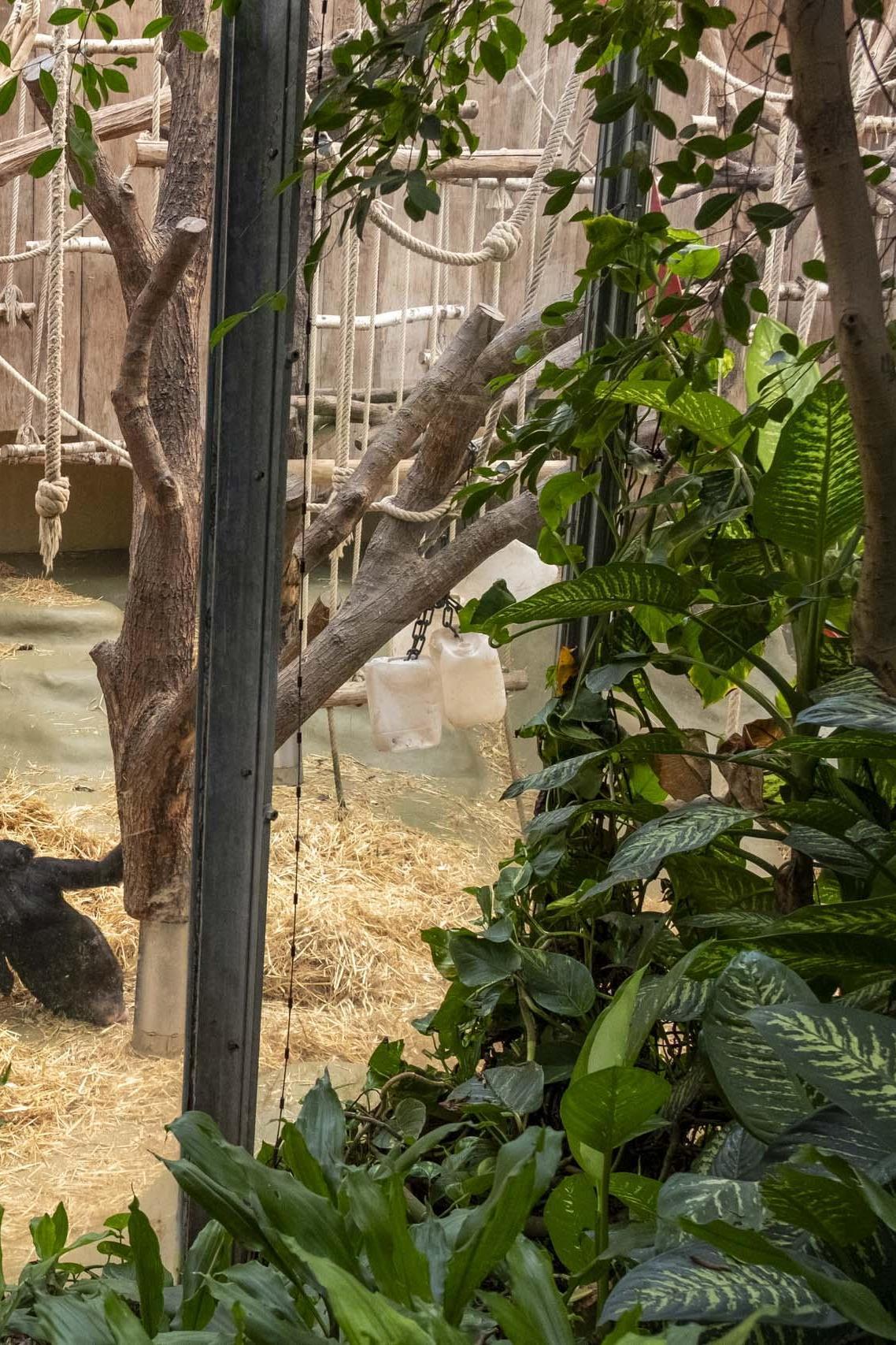 Cologne Zoo